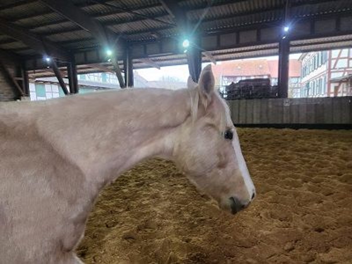 American Quarter Horse Hengst 1 Jaar Palomino in Cornberg