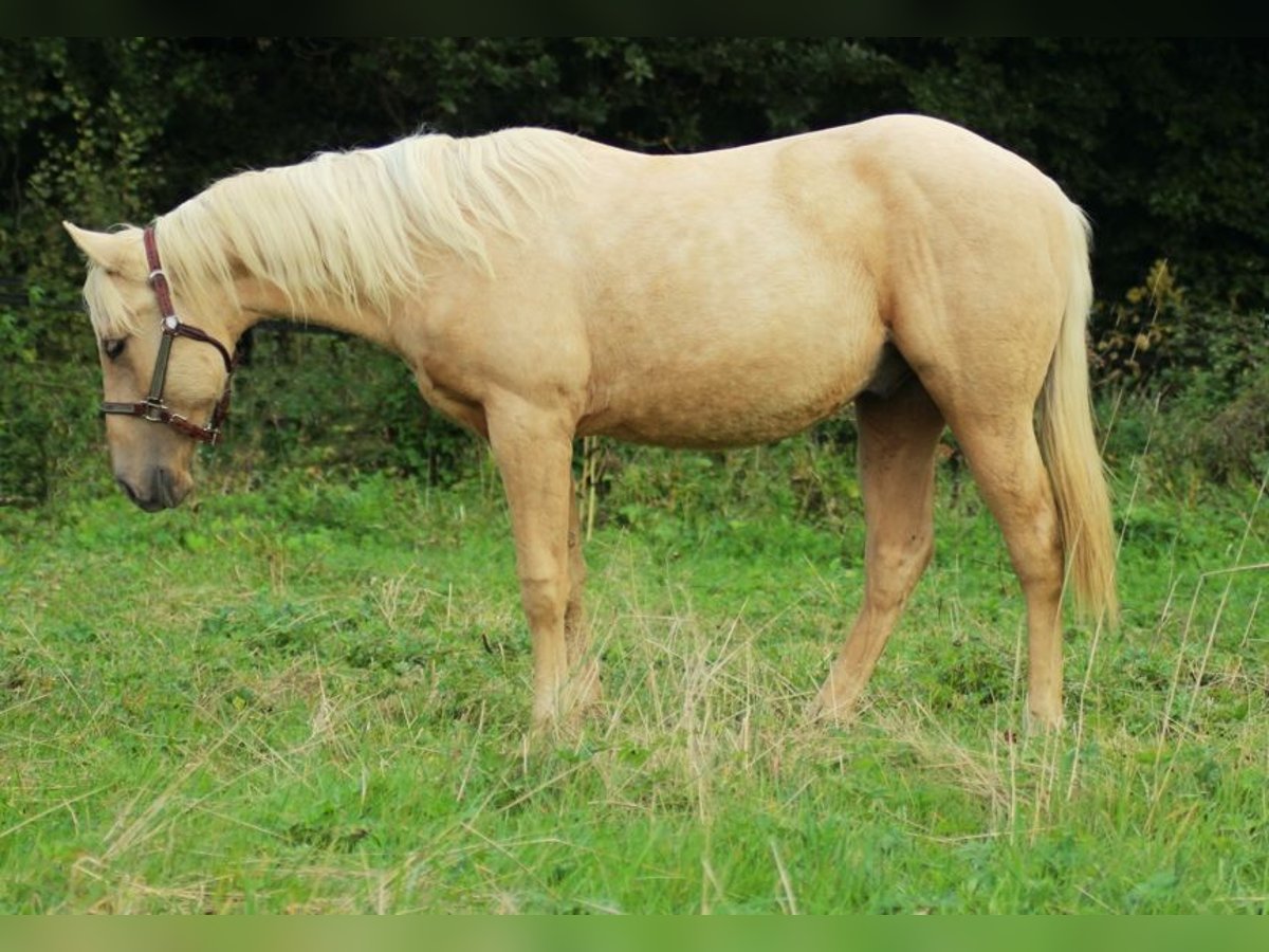 American Quarter Horse Hengst 1 Jaar Palomino in Laubach