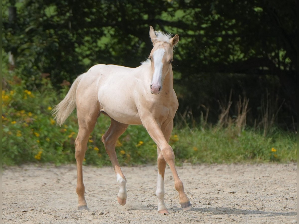 American Quarter Horse Hengst 1 Jaar Palomino in Biberach an der Riß