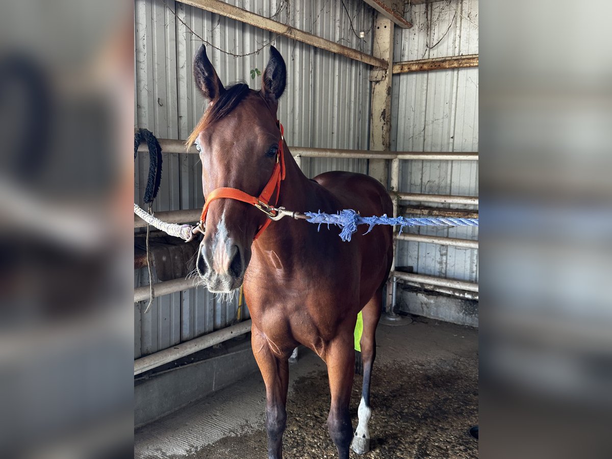 American Quarter Horse Hengst 1 Jaar Roodbruin in Royse City