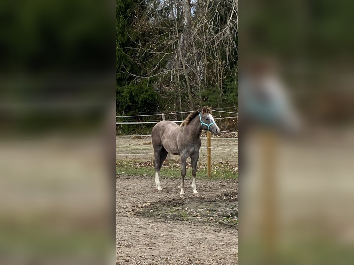 American Quarter Horse Hengst 1 Jaar Schimmel in Stockholm