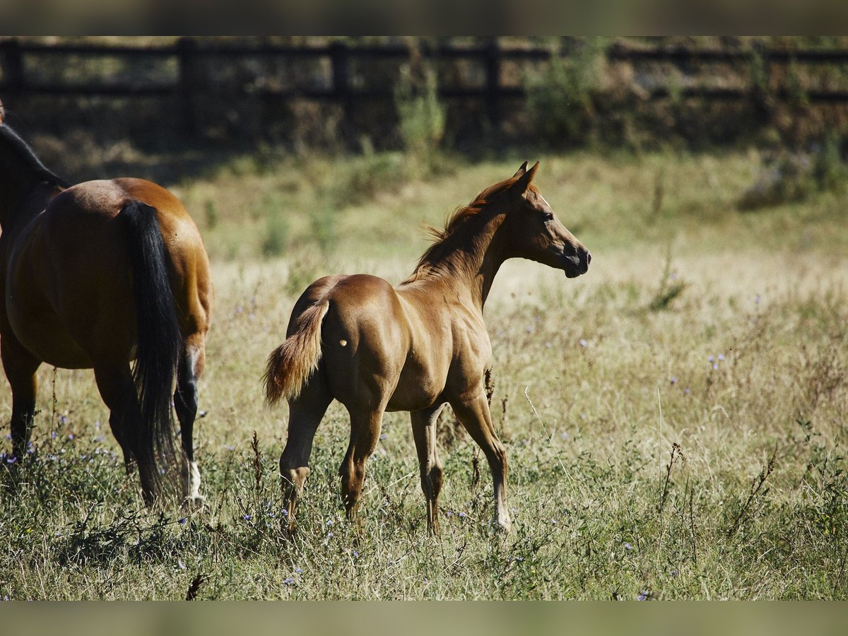 American Quarter Horse Hengst 1 Jaar Vos in München