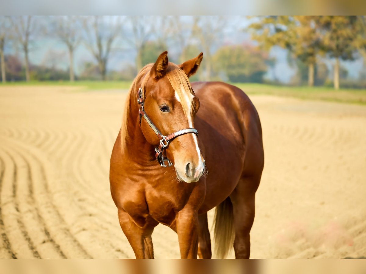 American Quarter Horse Hengst 1 Jaar Vos in München