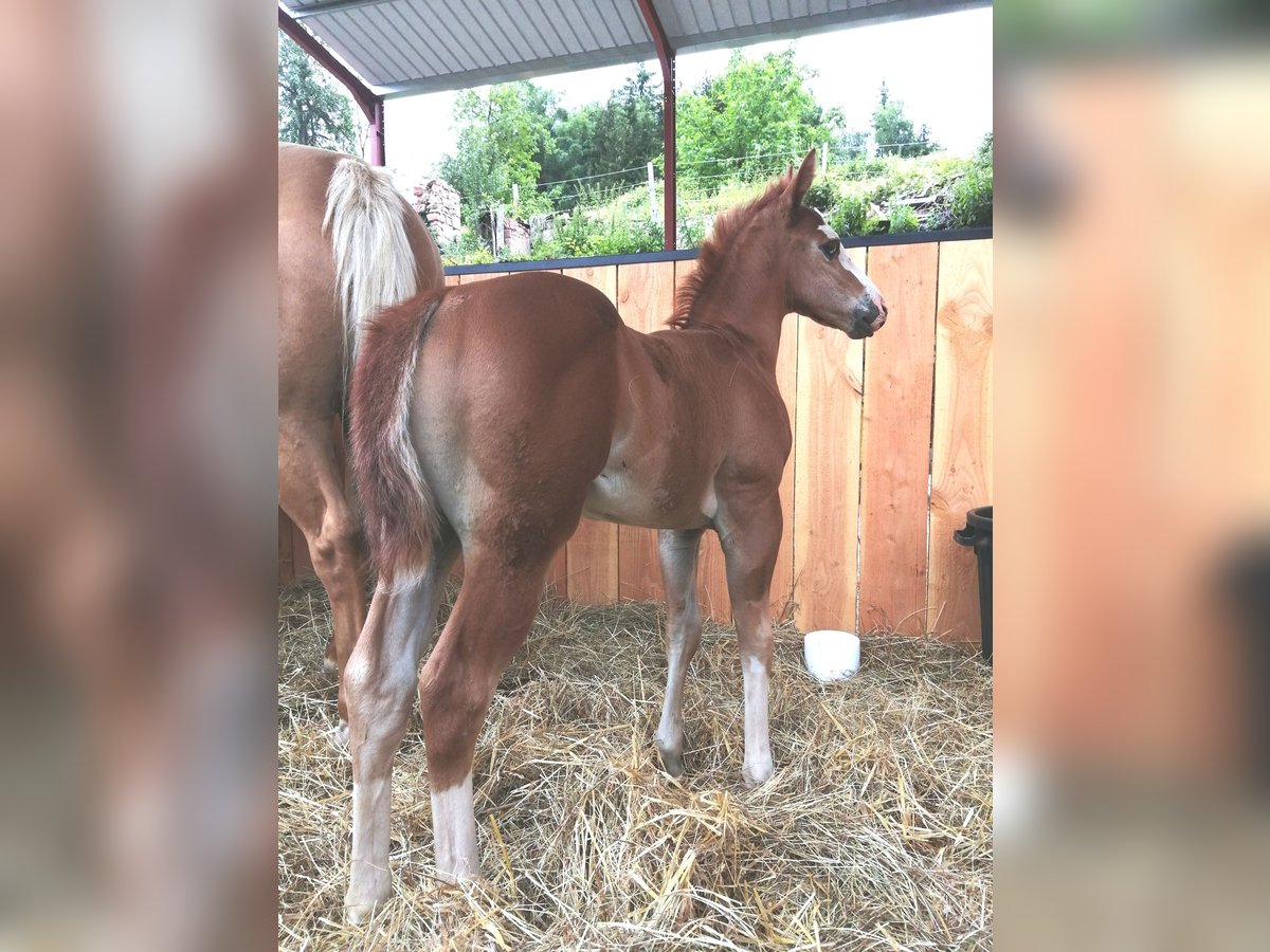 American Quarter Horse Hengst 1 Jaar Vos in Sainte-Croix-aux-Mines