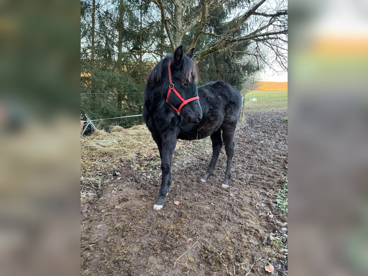 American Quarter Horse Hengst 1 Jaar Zwart in Serrig