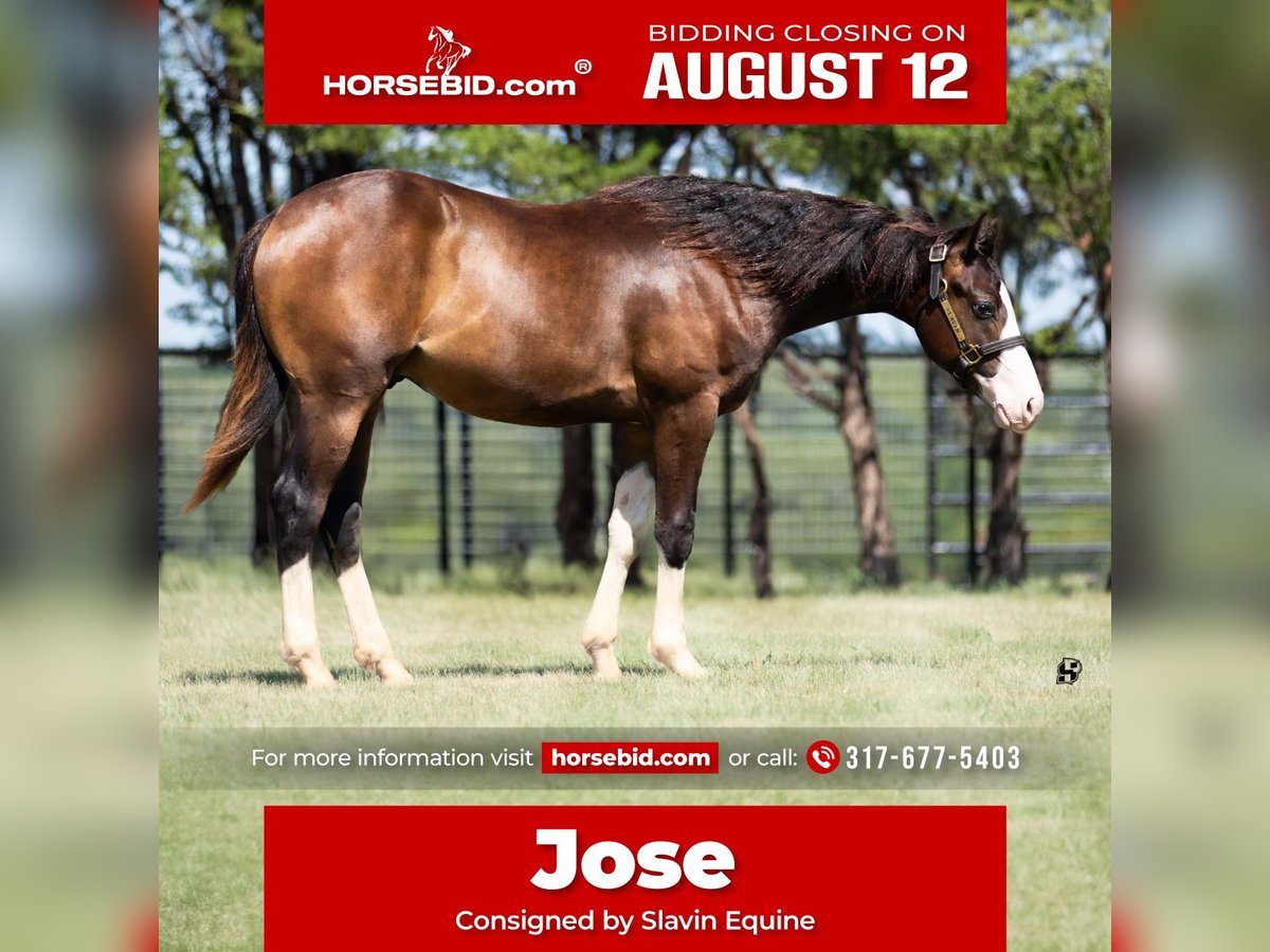 American Quarter Horse Hengst 1 Jahr 140 cm Brauner in Whitesboro, TX