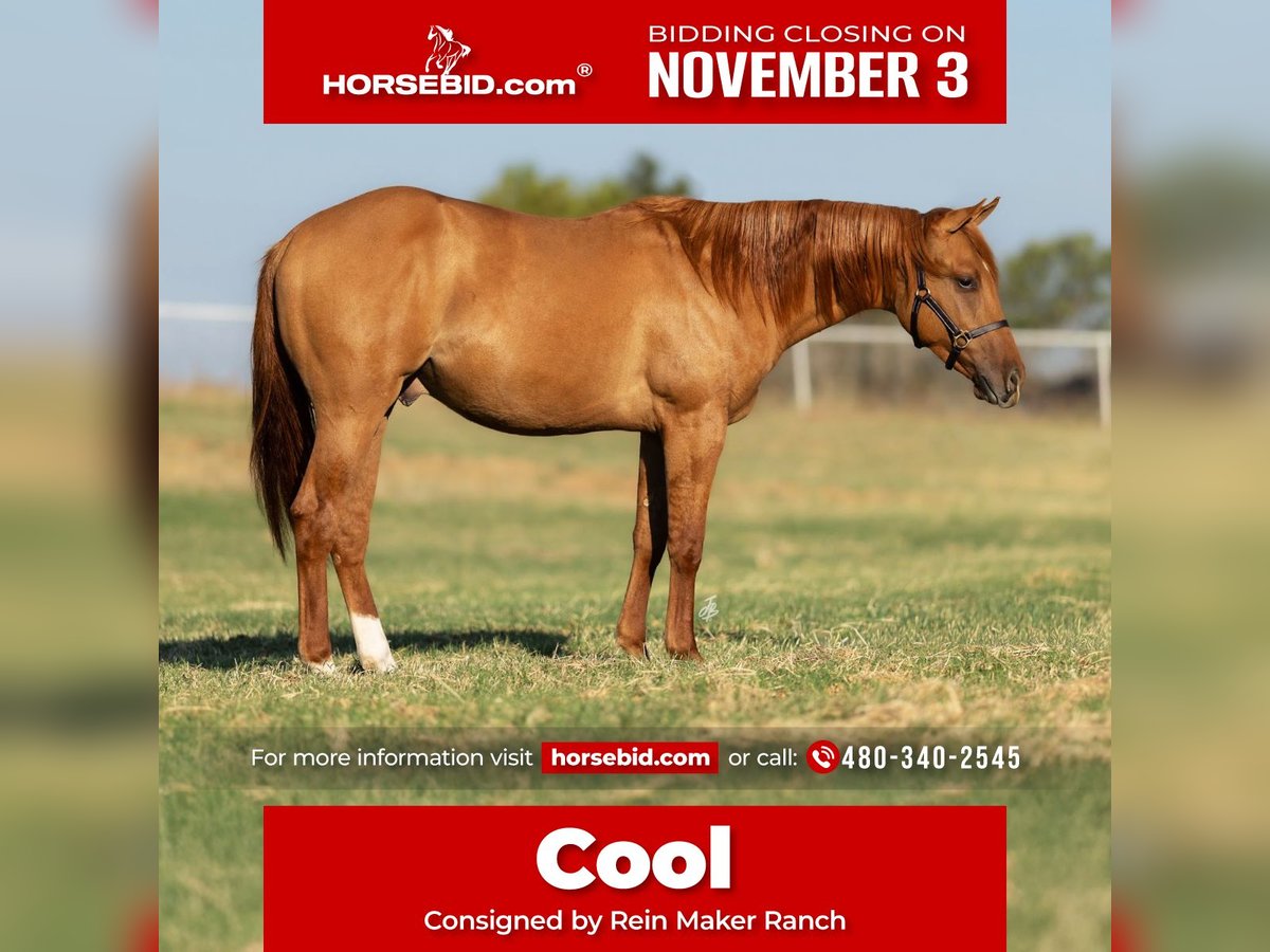American Quarter Horse Hengst 1 Jahr 142 cm Red Dun in Wayne, OK American Quarter Horse Hengst 1 Jahr 142 cm Red Dun in Wayne, OK