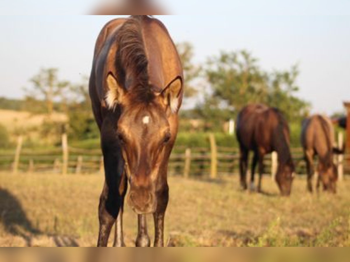 American Quarter Horse Hengst 1 Jahr 145 cm Grullo in Kaposvar