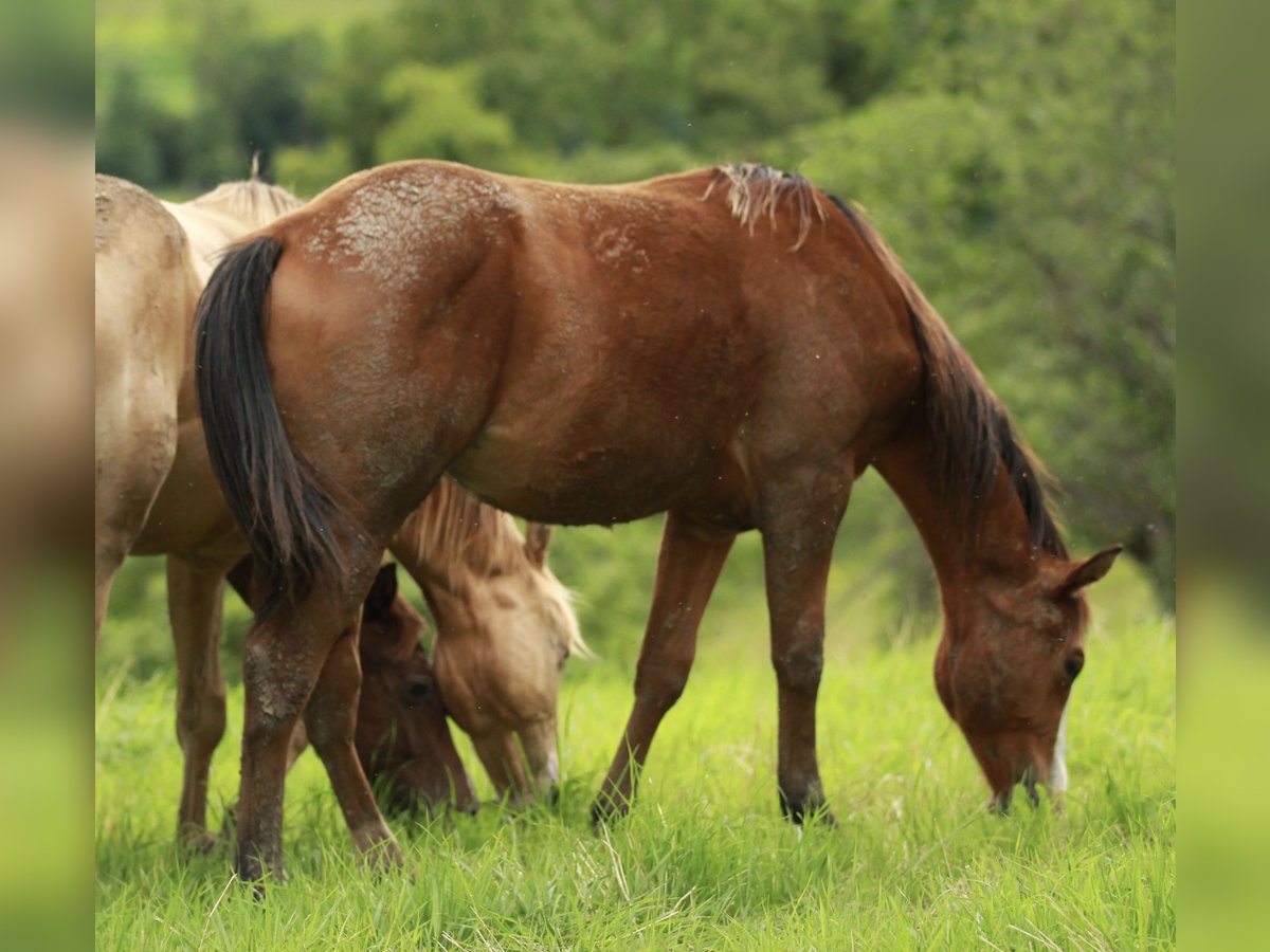 American Quarter Horse Hengst 1 Jahr 148 cm Brauner in Waldshut-Tiengen