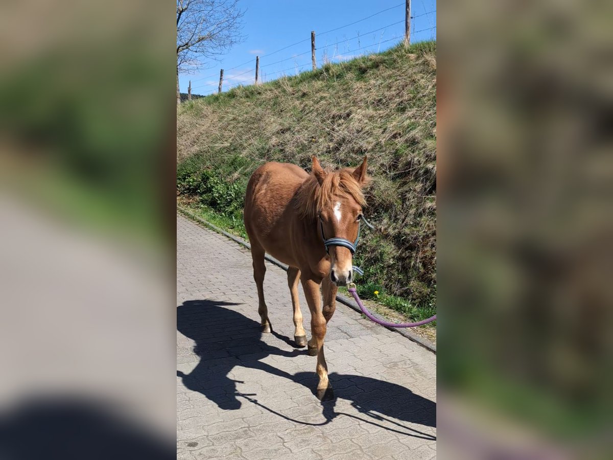 American Quarter Horse Hengst 1 Jahr 148 cm Fuchs in Rotenhain