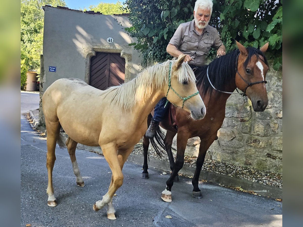 American Quarter Horse Hengst 1 Jahr 148 cm Palomino in M&#xFC;glitztal