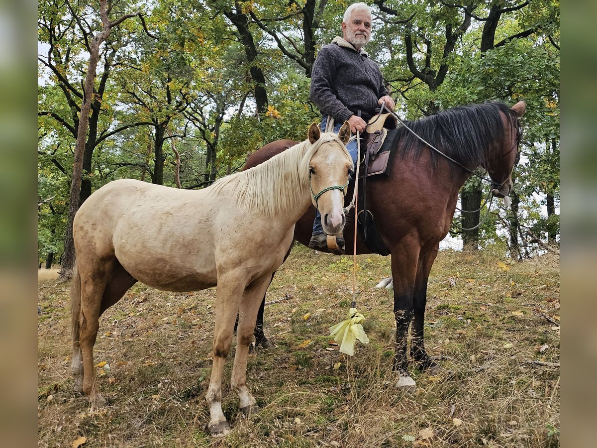 American Quarter Horse Hengst 1 Jahr 148 cm Palomino in M&#xFC;glitztal