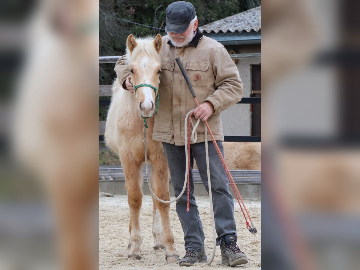 American Quarter Horse Hengst 1 Jahr 148 cm Palomino in Müglitztal