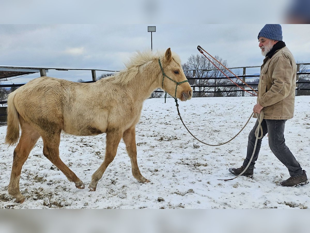 American Quarter Horse Hengst 1 Jahr 148 cm Palomino in Müglitztal