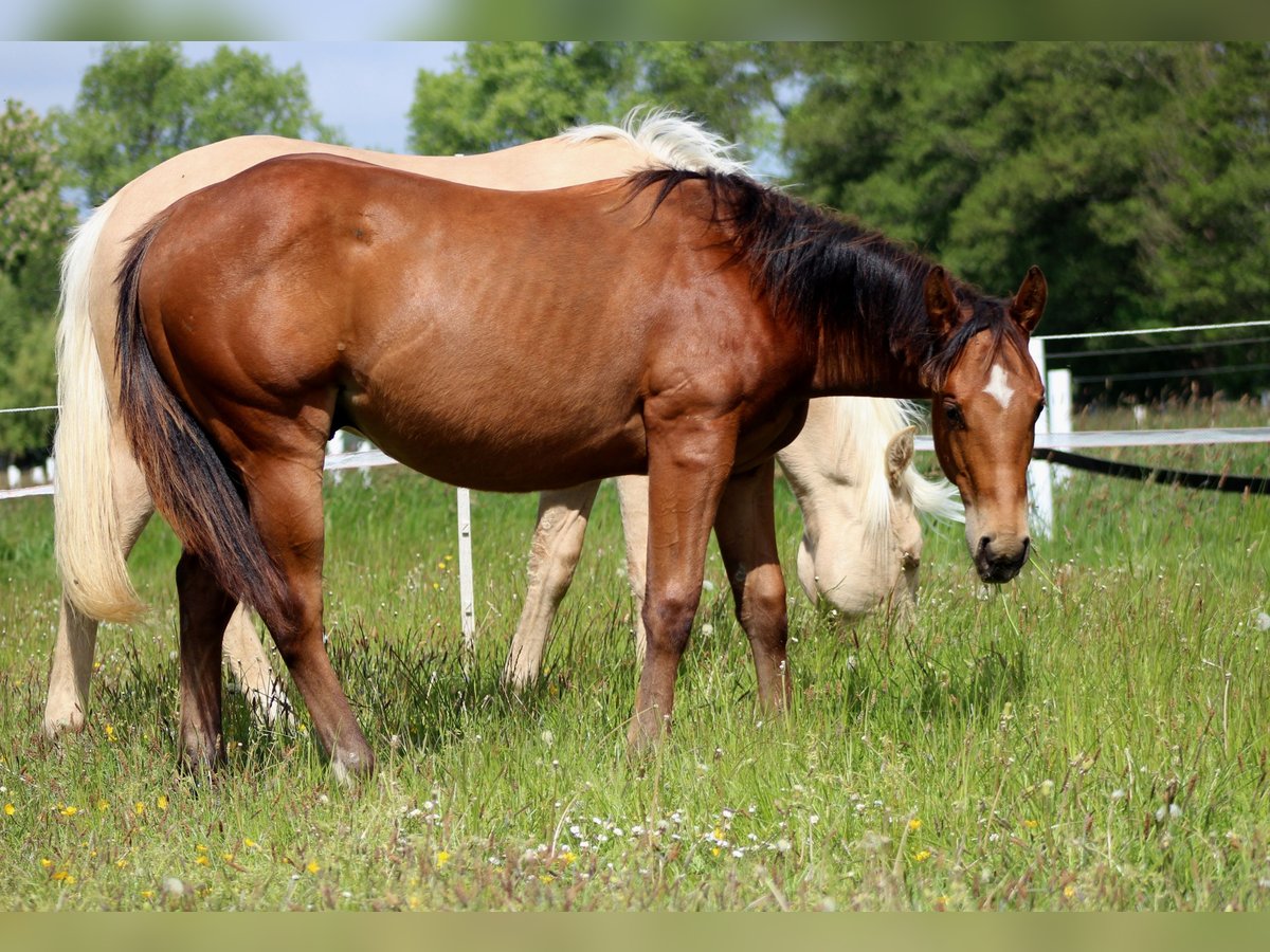 American Quarter Horse Hengst 1 Jahr 149 cm Brauner in Stade