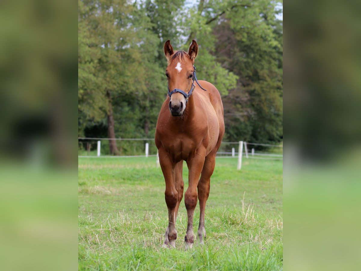 American Quarter Horse Hengst 1 Jahr 149 cm Brauner in Stade