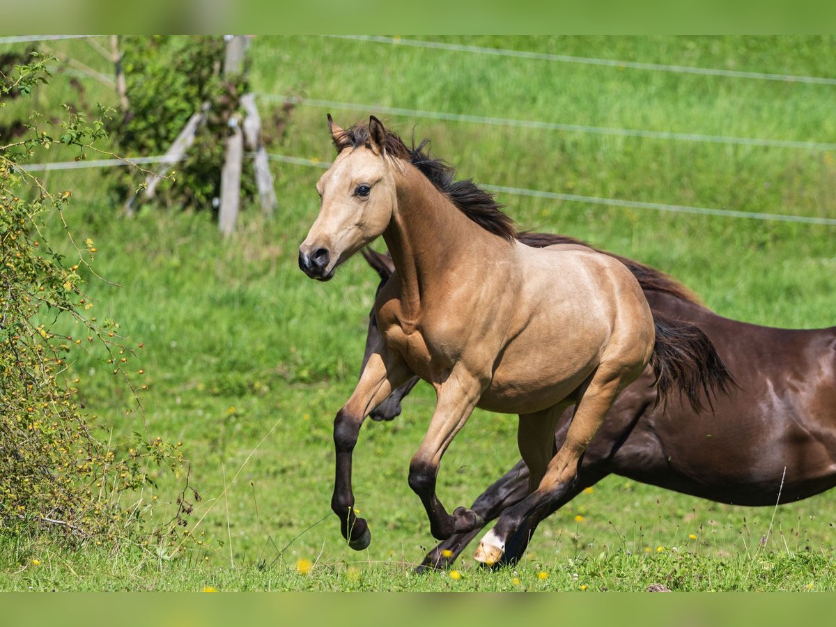 American Quarter Horse Hengst 1 Jahr 150 cm Buckskin in Dietenheim