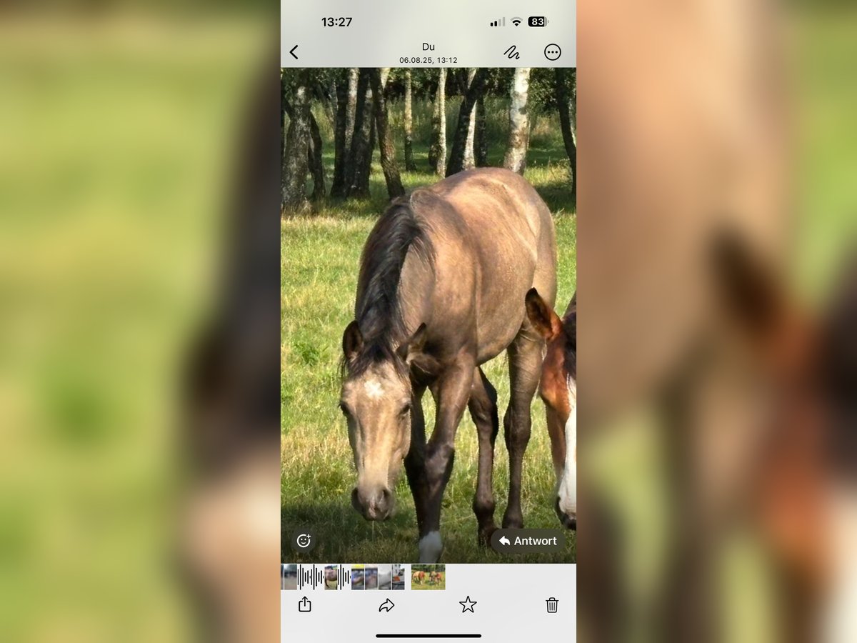 American Quarter Horse Hengst 1 Jahr 150 cm Buckskin in Erkelenz