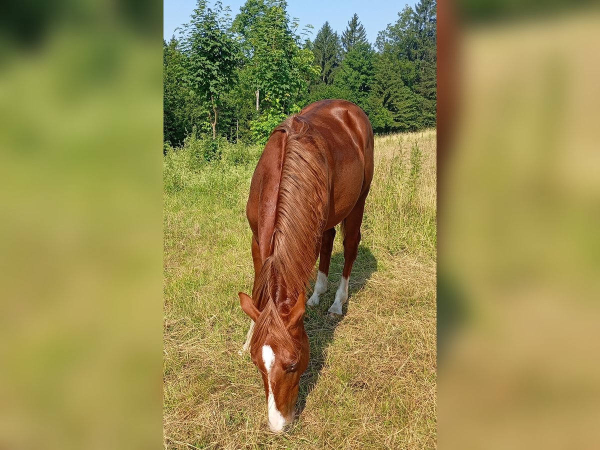 American Quarter Horse Hengst 1 Jahr 150 cm Fuchs in Bad Kohlgrub