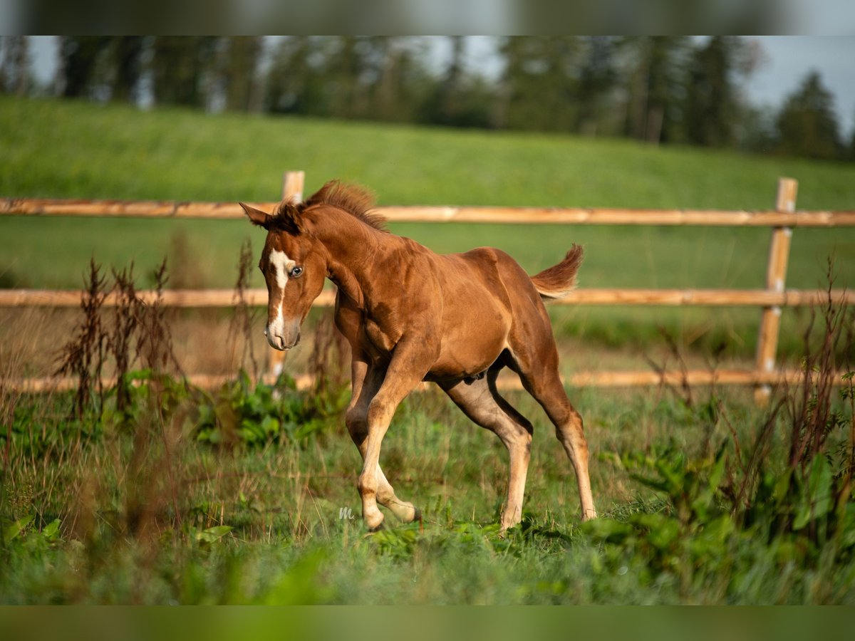 American Quarter Horse Hengst 1 Jahr 150 cm Fuchs in Kemnath