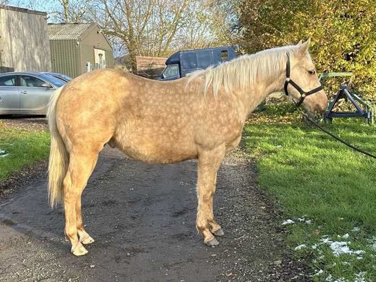 American Quarter Horse Hengst 1 Jahr 150 cm Palomino in Brecon