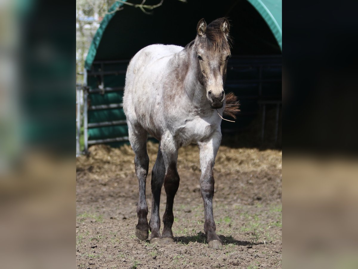 American Quarter Horse Hengst 1 Jahr 150 Cm Roan-blue In Rostock