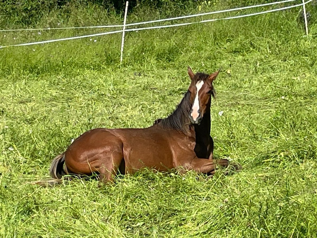 American Quarter Horse Hengst 1 Jahr 152 cm Dunkelfuchs in Aldingen