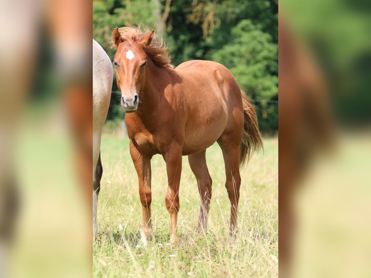 American Quarter Horse Hengst 1 Jahr 152 cm Fuchs in Elmenhorst-Lichtenhagen