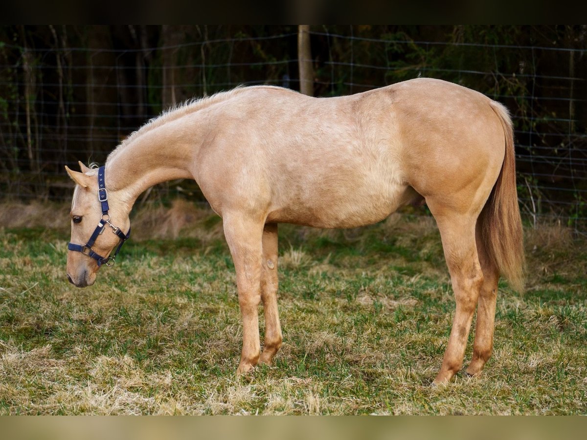 American Quarter Horse Hengst 1 Jahr 152 cm in Clausthal-Zellerfeld