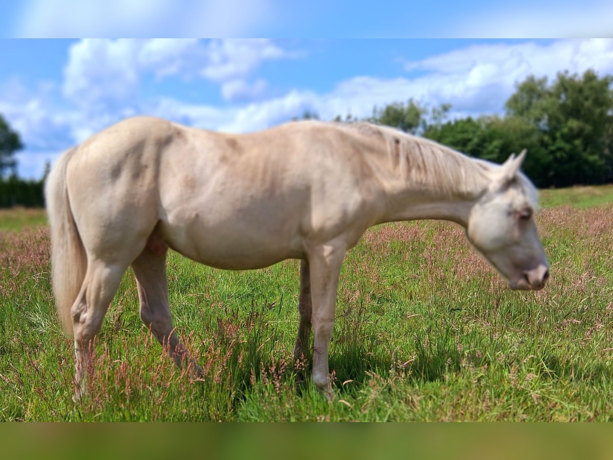 American Quarter Horse Mix Hengst 1 Jahr 153 cm Champagne in Lorup