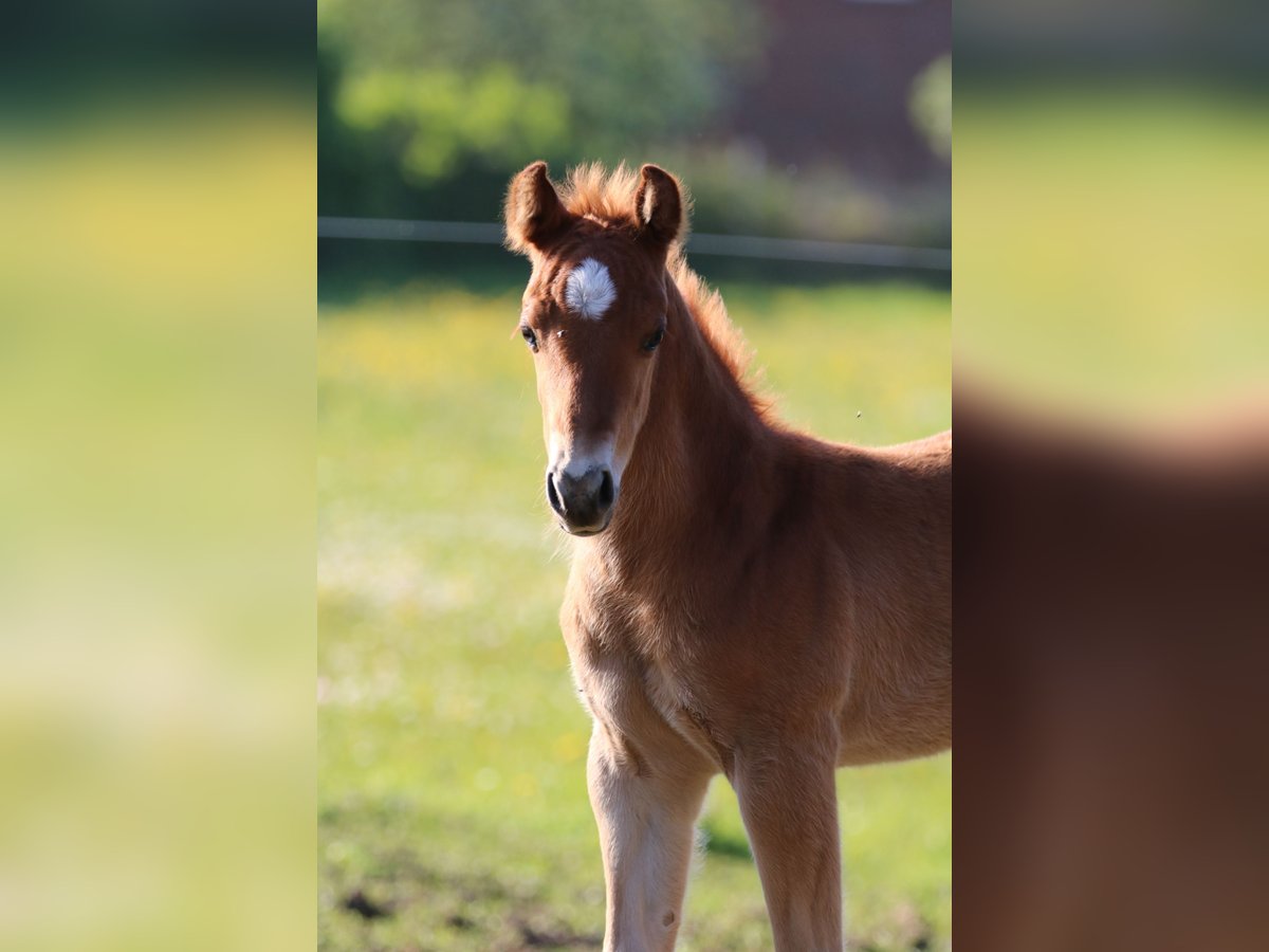 American Quarter Horse Hengst 1 Jahr 153 cm Fuchs in Börgerende-Rethwisch