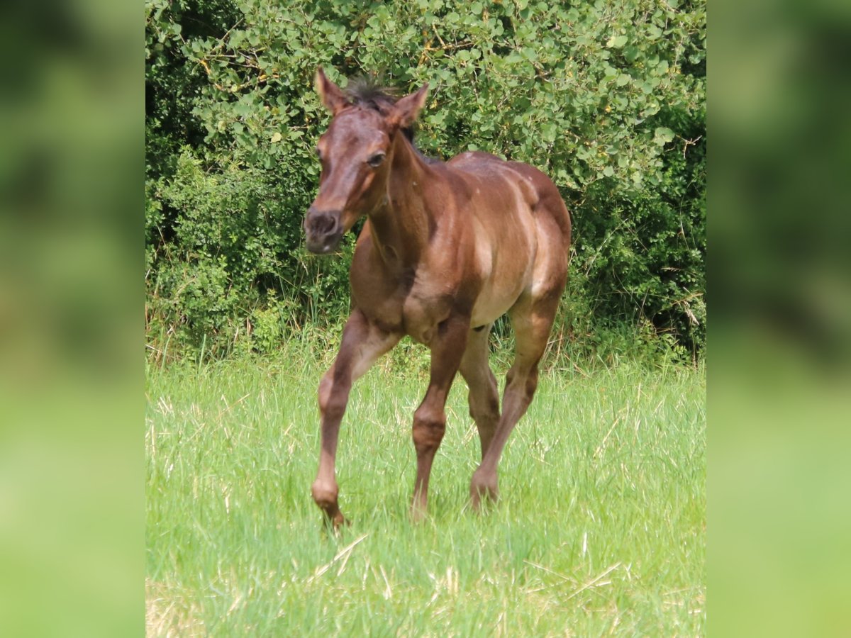 American Quarter Horse Hengst 1 Jahr 153 cm Roan-Blue in Sankt Wendel