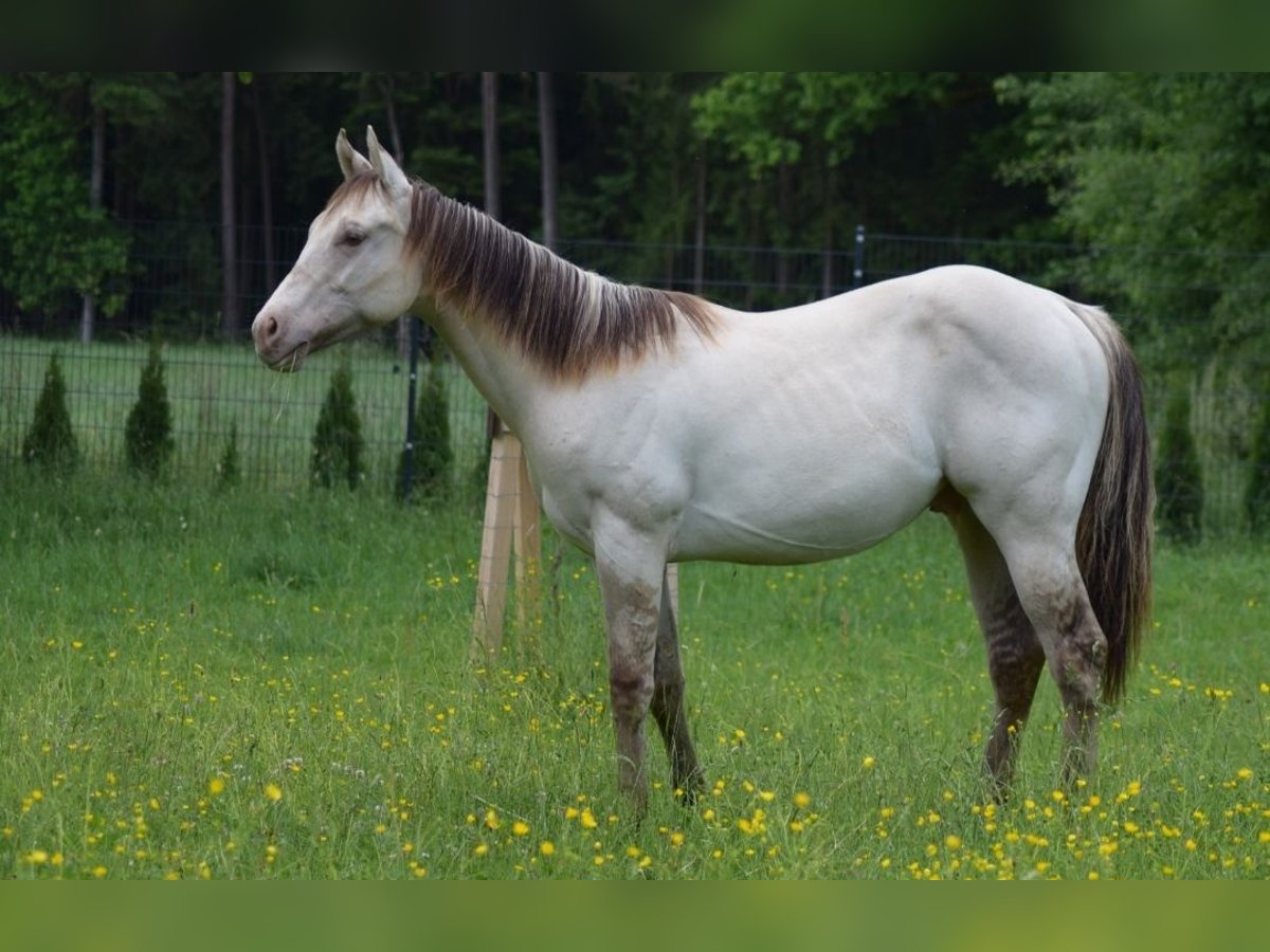 American Quarter Horse Hengst 1 Jahr 154 cm Champagne in Fichtenau