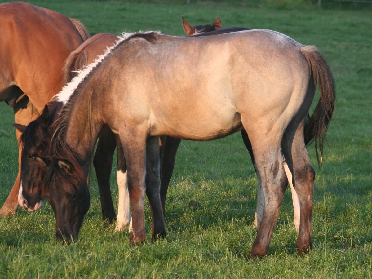 American Quarter Horse Hengst 1 Jahr 154 cm Grullo in D&#xFC;sseldorf