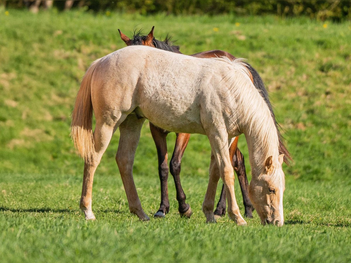 American Quarter Horse Hengst 1 Jahr 154 cm Palomino in Herzberg am Harz
