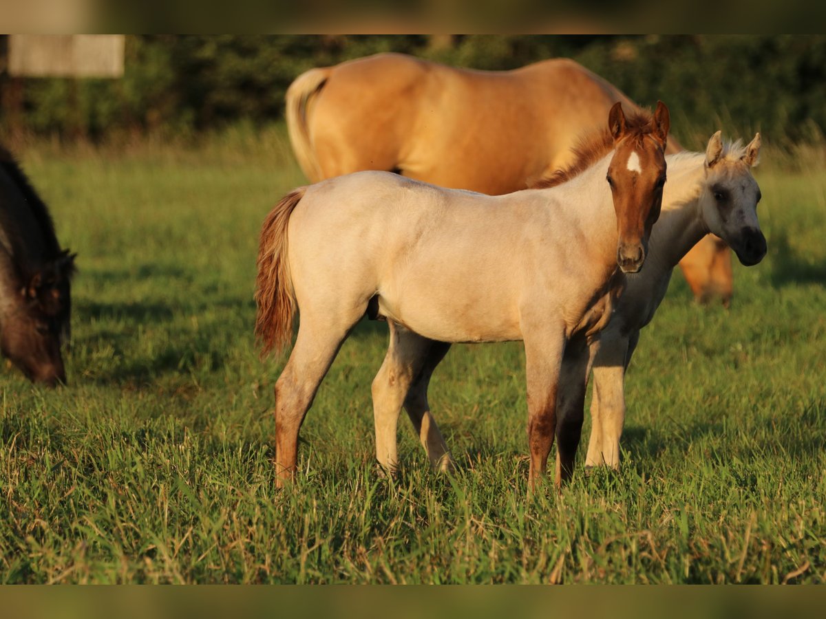 American Quarter Horse Hengst 1 Jahr 154 cm Roan-Red in Rostock