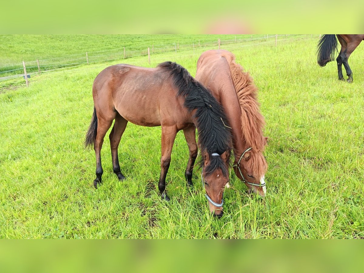 American Quarter Horse Hengst 1 Jahr 155 cm Brauner in Abtsgmünd