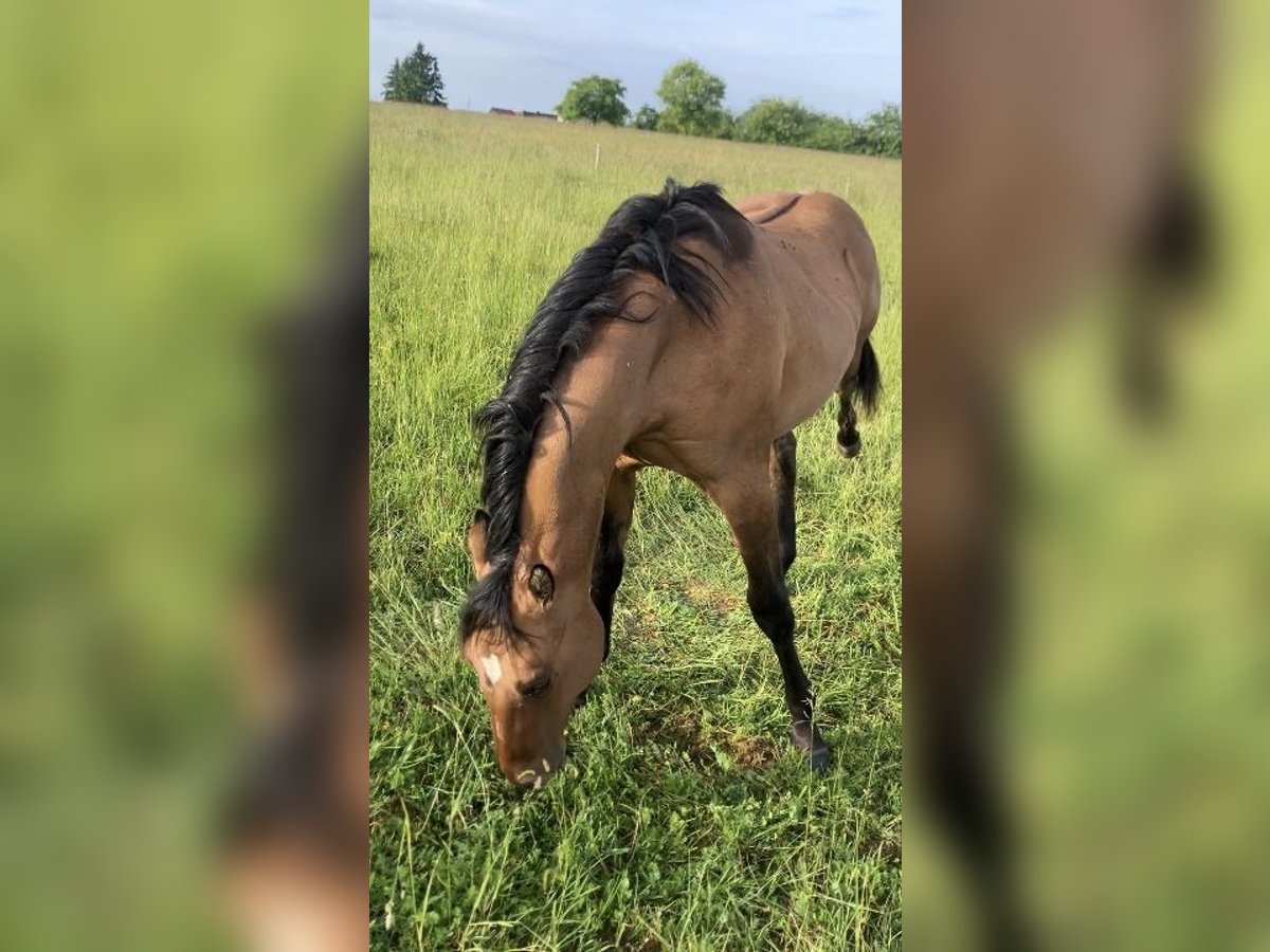 American Quarter Horse Hengst 1 Jahr 155 cm Braunfalbschimmel in Petit-R&#xE9;derching