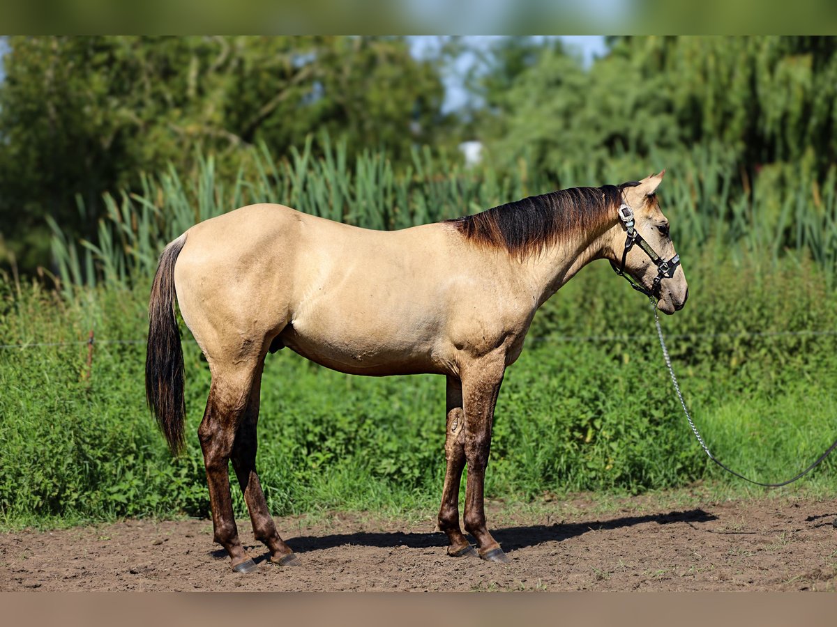 American Quarter Horse Hengst 1 Jahr 155 cm Buckskin in Neukalen