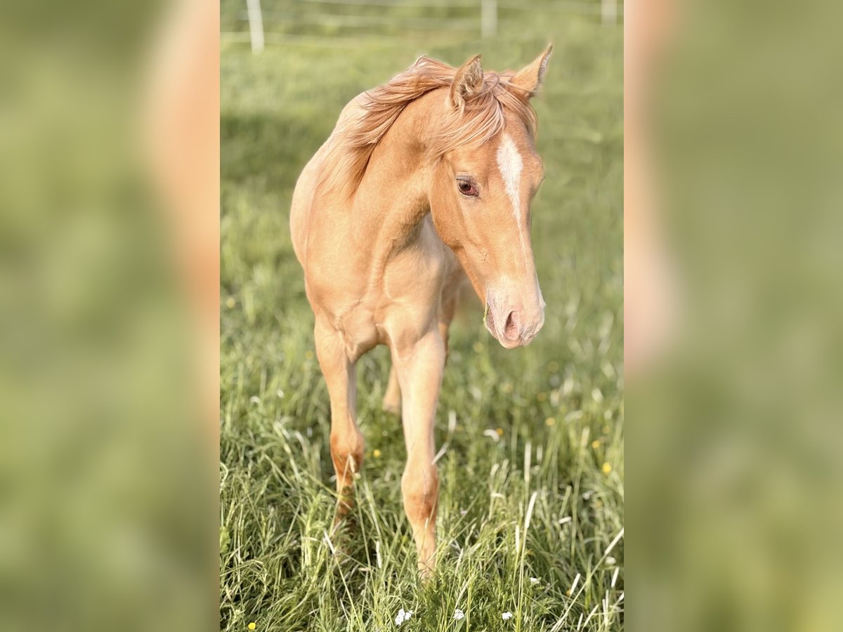 American Quarter Horse Hengst 1 Jahr 155 cm Champagne in Neustadt am KulmNeustadt am Kulm