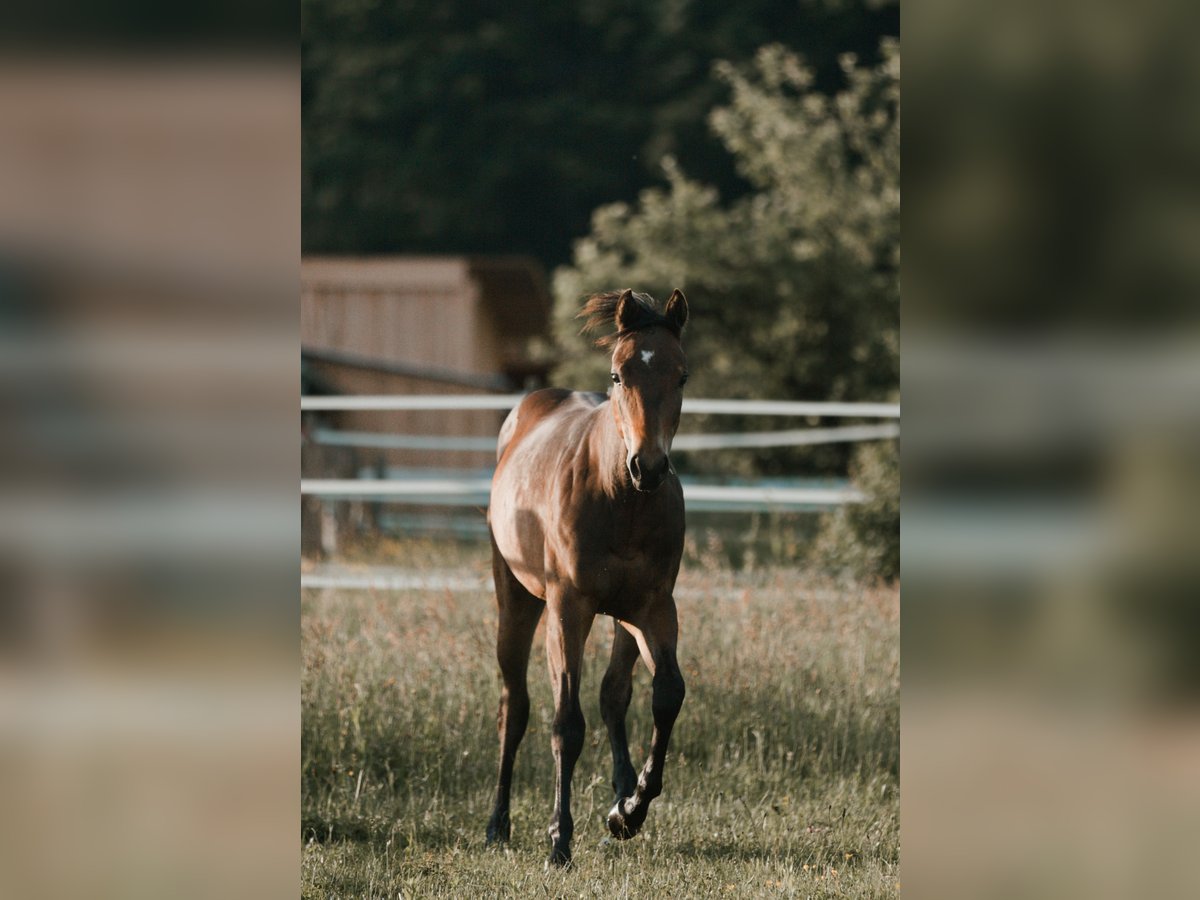 American Quarter Horse Hengst 1 Jahr 155 cm Dunkelbrauner in G&#xFC;ssing