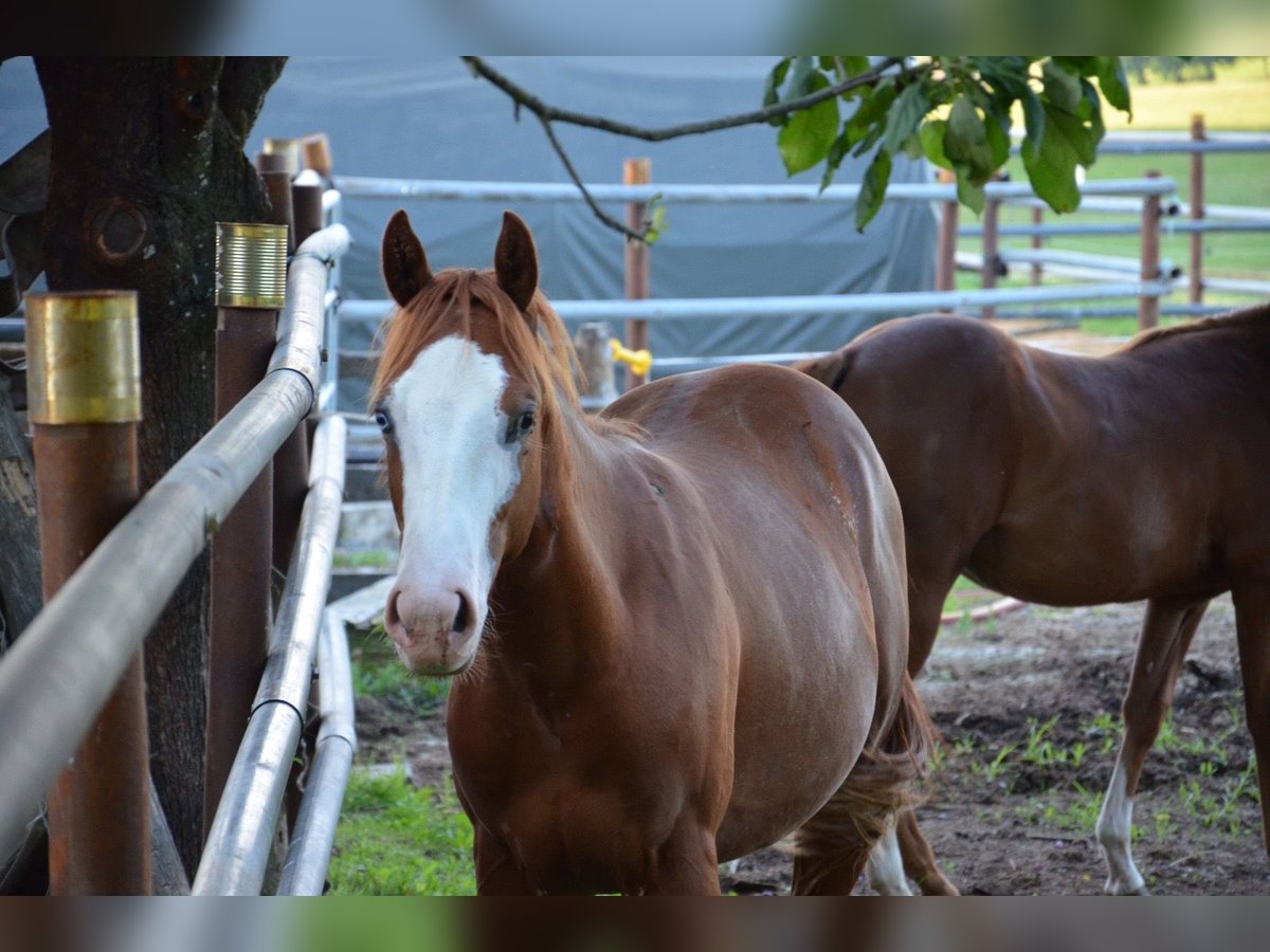 American Quarter Horse Hengst 1 Jahr 155 cm Rabicano in Heimenkirch