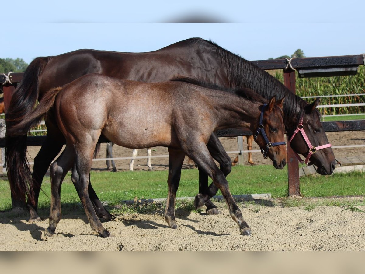 American Quarter Horse Hengst 1 Jahr 160 cm Roan-Bay in Bassum