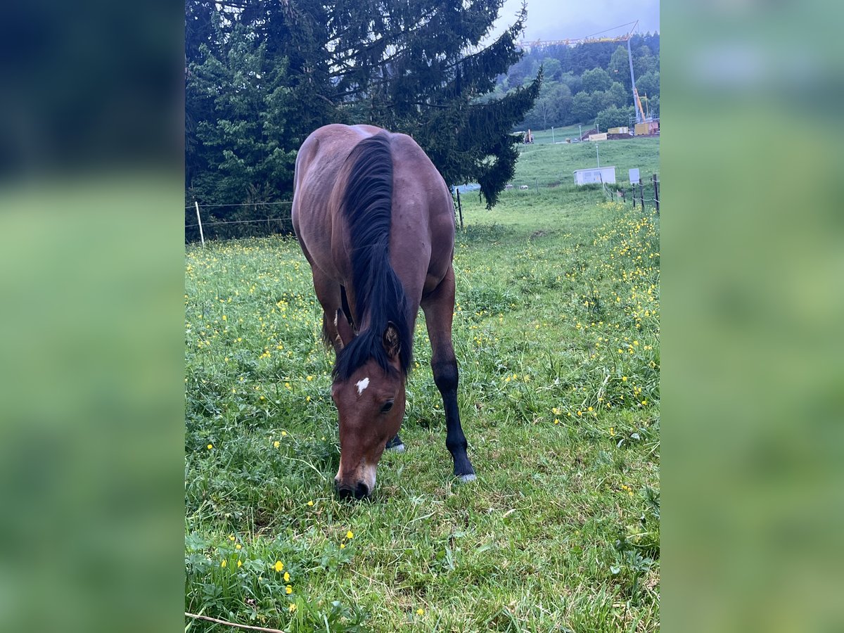American Quarter Horse Hengst 1 Jahr Brauner in Rosenfeld