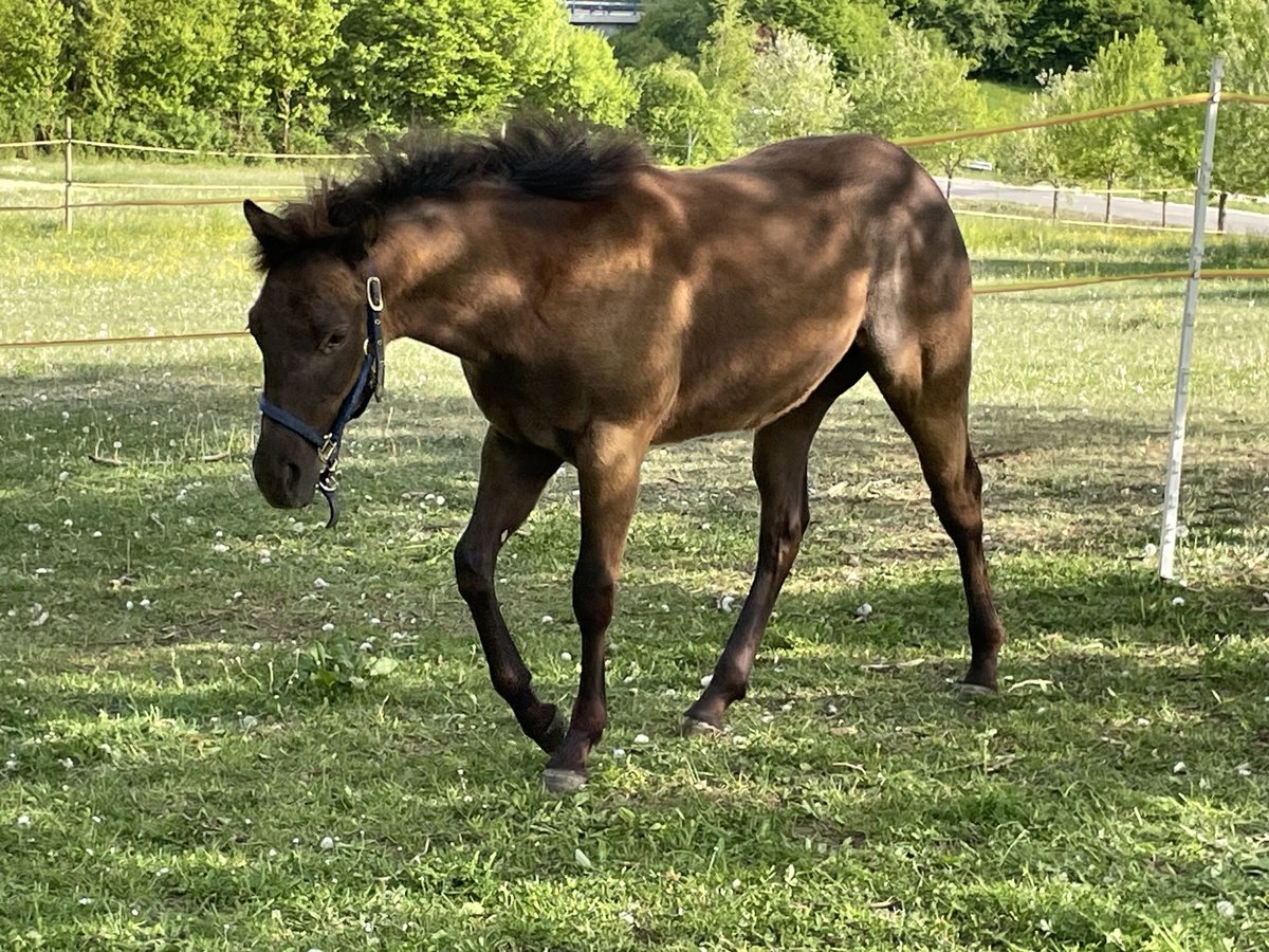 American Quarter Horse Hengst 1 Jahr Brauner in Laichingen Suppingen