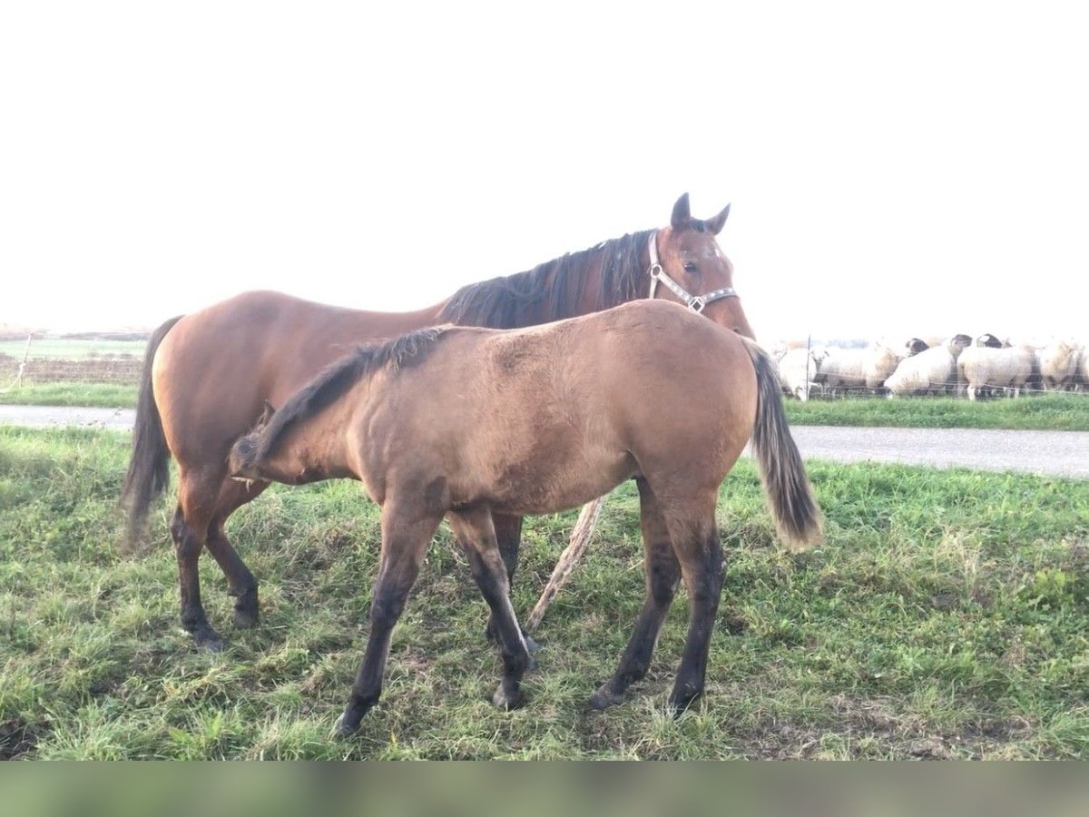 American Quarter Horse Hengst 1 Jahr Braunfalbschimmel in Petit-Réderching