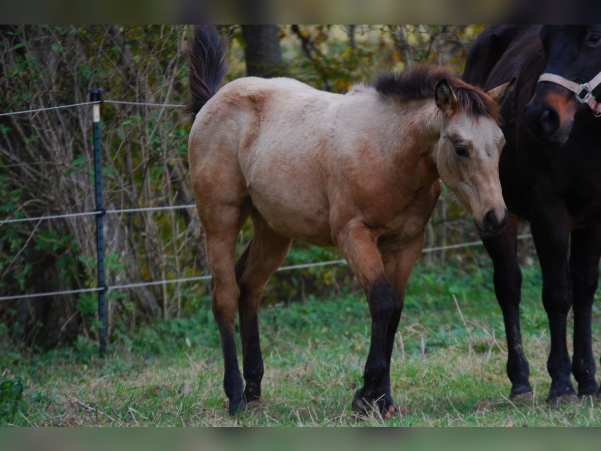American Quarter Horse Hengst 1 Jahr Buckskin in Illerkirchberg