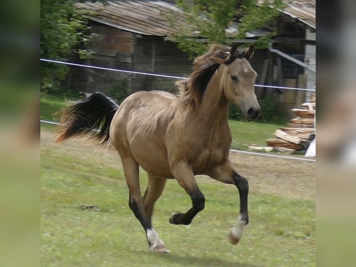 American Quarter Horse Hengst 1 Jahr Buckskin in Beltheim