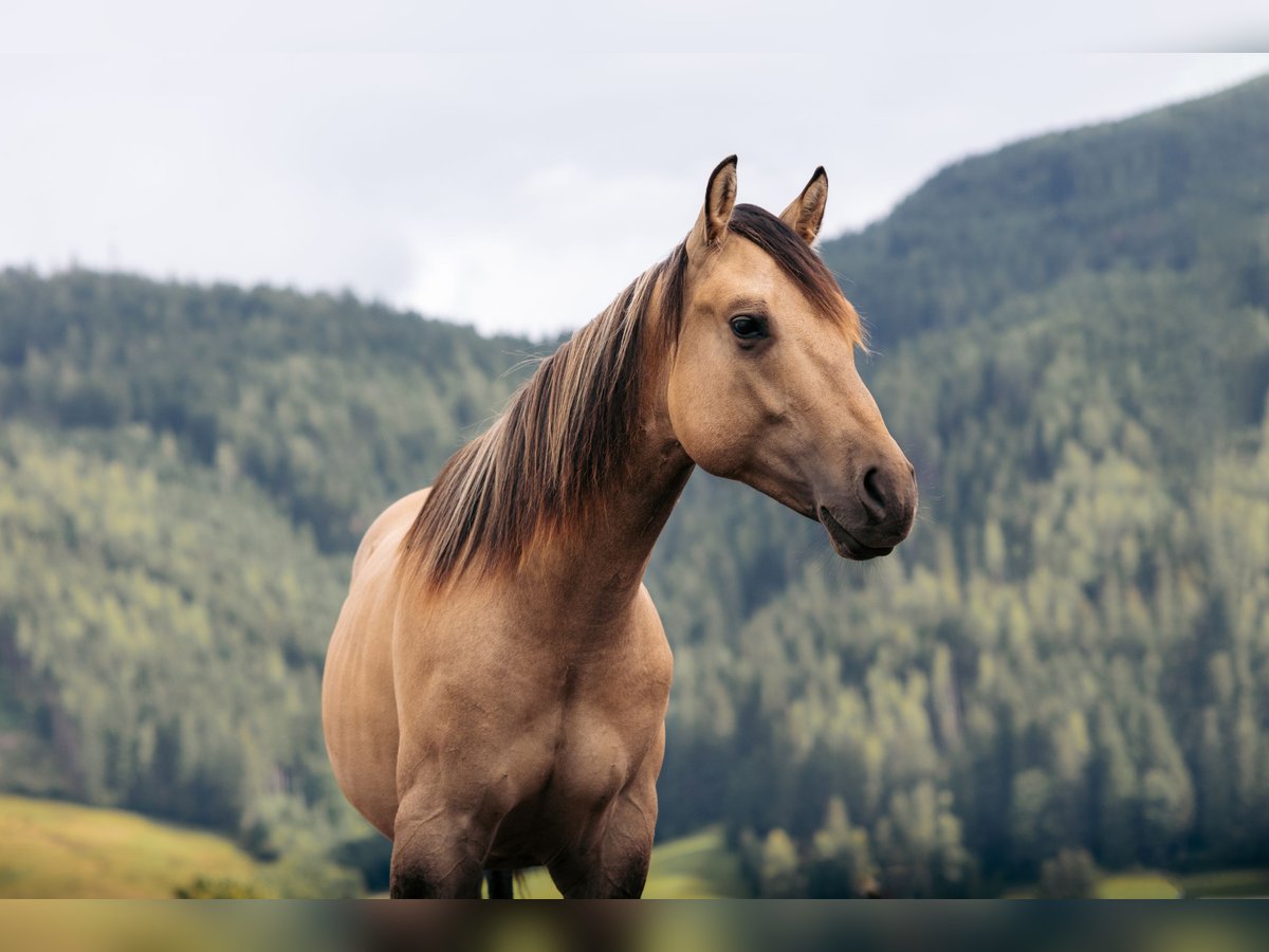 American Quarter Horse Hengst 1 Jahr Buckskin in Leogang