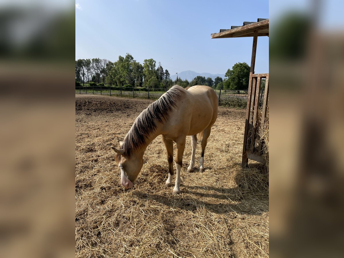 American Quarter Horse Hengst 1 Jahr Dunalino in Paupisi